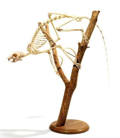 Ostéologie
Phalanger géant (NR): spécimen...