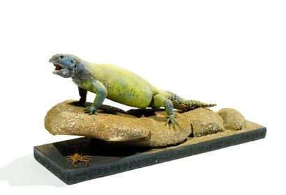 Cabinet de curiosités
Lézard fouette queue...