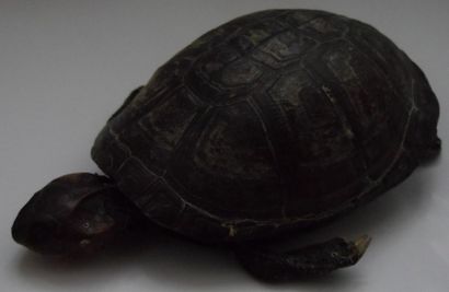 Cabinet de curiosités
Tortue aquatique d'Afrique...