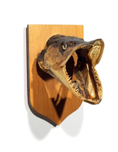 Cabinet de curiosités
Brochet (P): tête sur...
