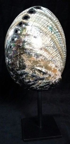 Cabinet de curiosités
Ormeau (NR) argent...