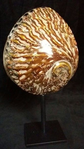Cabinet de curiosités
Magnifique ormeau (NR)...