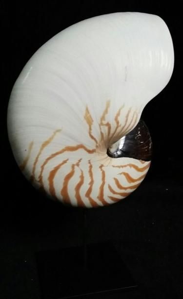 Cabinet de curiosités
Nautile naturel (NR)...