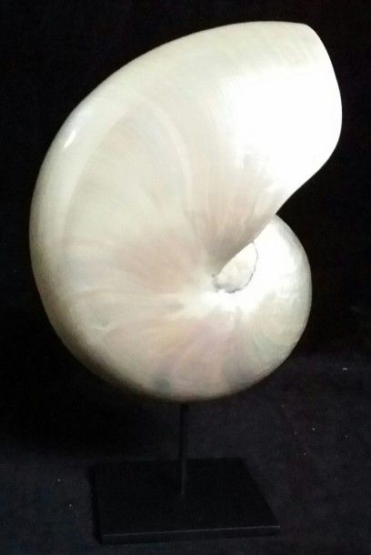 Cabinet de curiosités
Nautile nacré (NR)...