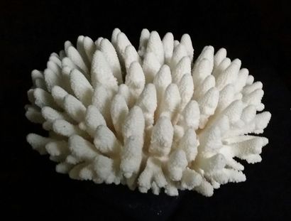 Cabinet de curiosités
Finger Coral (II/B),...