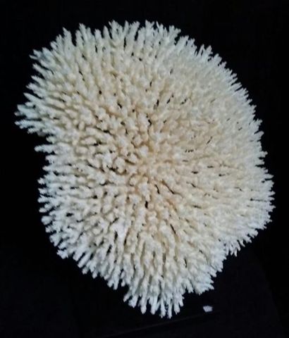 Cabinet de curiosités
Table coral (II/B),...