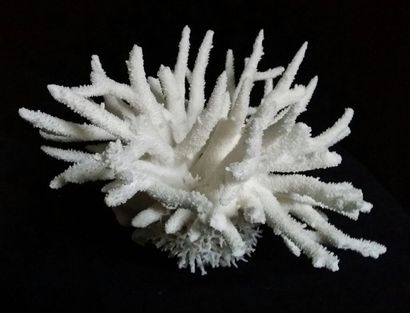 Cabinet de curiosités
Branch Coral (II/B),...