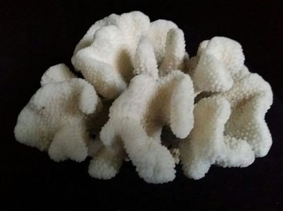 Cabinet de curiosités
Cauliflower (II/B),...
