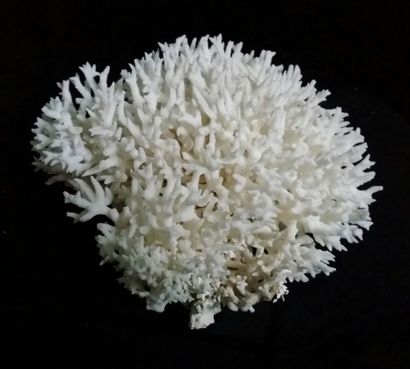 Cabinet de curiosités
Birdsnest Coral (II/B),...