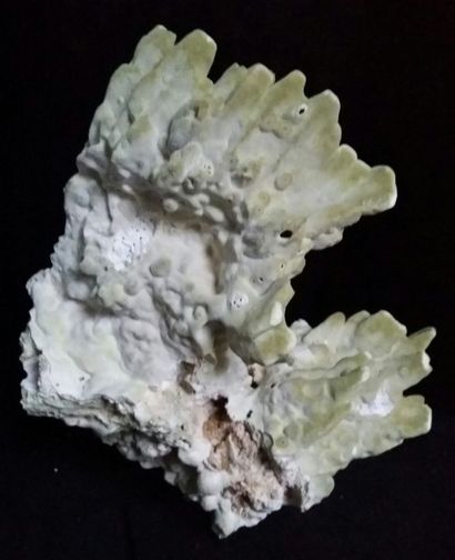 Cabinet de curiosités
Merulina ampliata (II/B)...