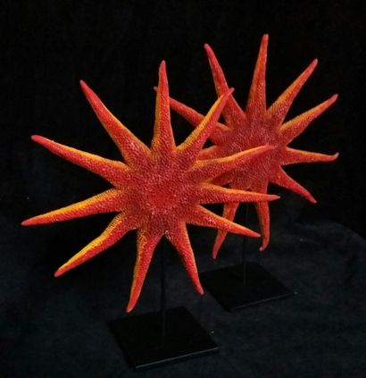 Cabinet de curiosités
Paire d'étoiles de...