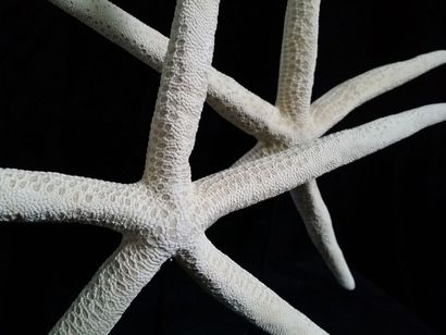 Cabinet de curiosités
Paire d'étoiles de...