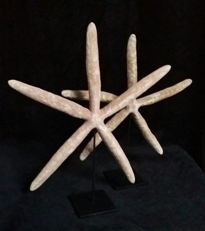 Cabinet de curiosités
Paire d'étoiles de...