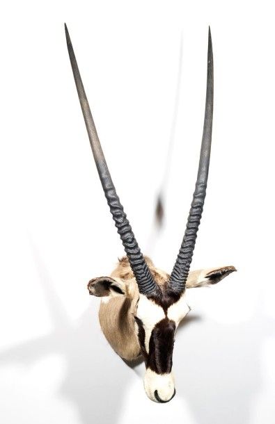Continent africain
Oryx gemsbok (CH): magnifique...