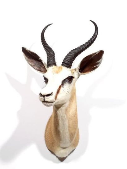 Continent africain
Gazelle springbok (CH):...