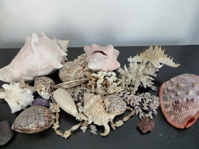 Collection de coquillages