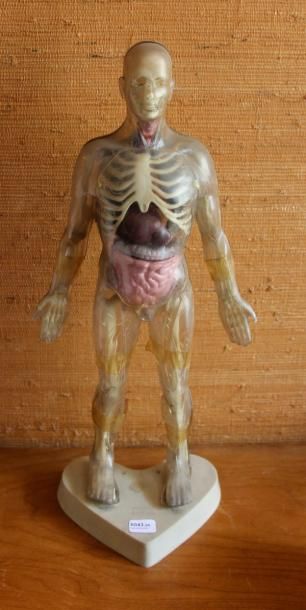 Mannequin de médecine en plastique 
