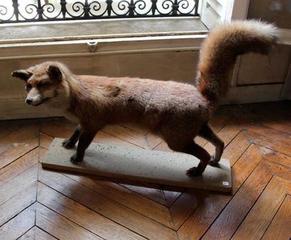 Renard et belette empaillés 