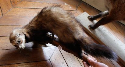 Renard et belette empaillés 