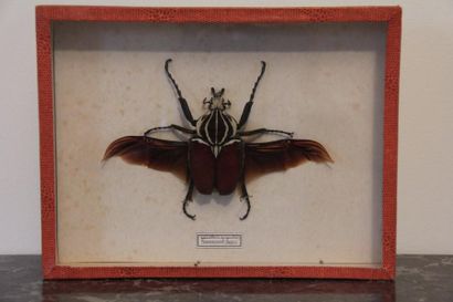 Coléoptère Goliathus Gigantus, Cameroun....