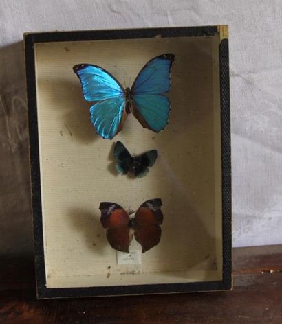 Boite de papillons