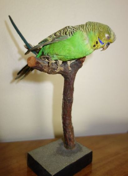 Petit oiseau empaillé H : 19 cm.