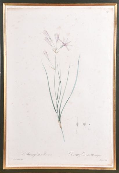 D'après Pierre-Joseph REDOUTE (1759-1840),...
