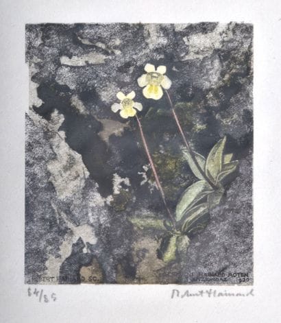 Robert HAINARD (1906 -1999), Grassettes des...