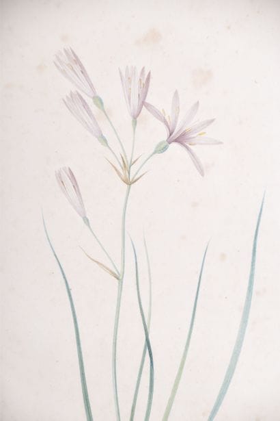 D'après Pierre-Joseph REDOUTE (1759-1840),...