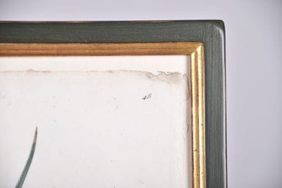 D'après Pierre-Joseph REDOUTE (1759-1840),...