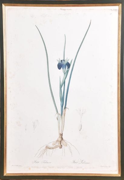 D'après Pierre-Joseph REDOUTE (1759-1840),...
