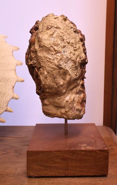 Tête de jeune homme en plâtre peint
H. 23...