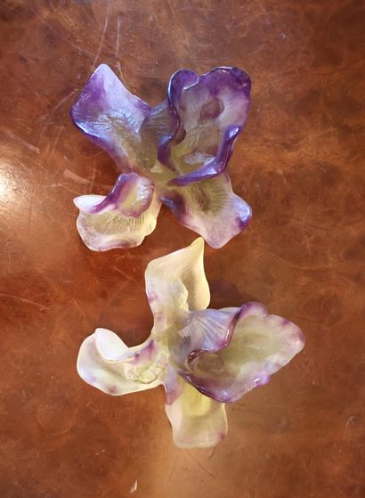 DAUM France
Two iris flowers in mauve and...