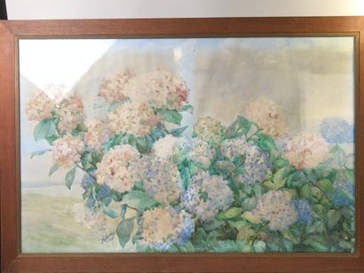 HELENE, XXth. 

Hydrangeas.

Watercolour...