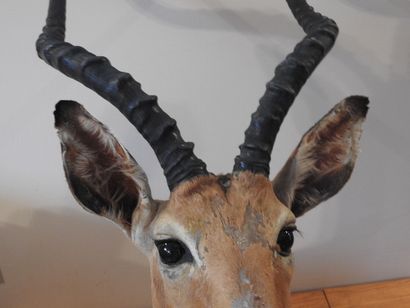 Impala (Aepyceros melampus) (CH) :

Tête...