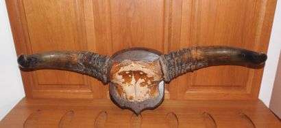 Massacre de buffle sur écusson de bois.