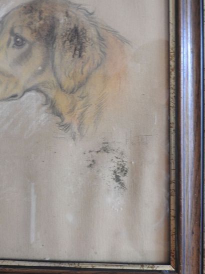 Jean HERBELET (1893-1985) : Golden Retriver....