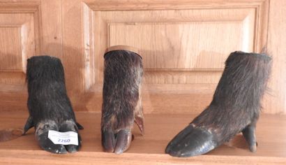 Trois pieds de sanglier naturalisés pouvant...