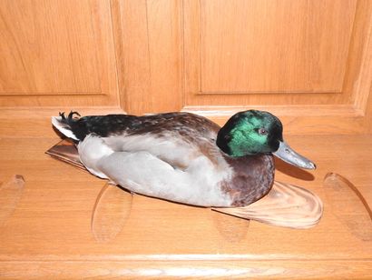 Canard colvert naturalisé sur socle en b...