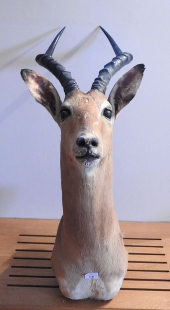 Impala (Aepyceros melampus) (CH) :

Tête...