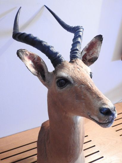 Impala (Aepyceros melampus) (CH) :

Tête...