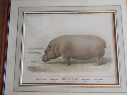Série de cinq gravures en couleurs, animaux...