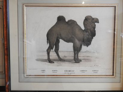 Série de cinq gravures en couleurs, animaux...