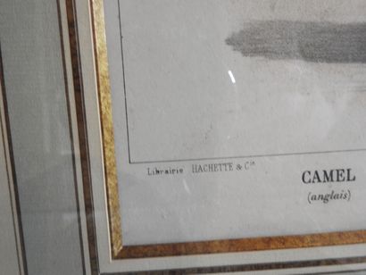 Série de cinq gravures en couleurs, animaux...
