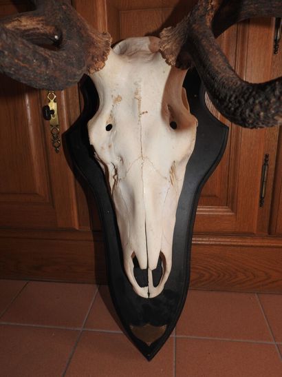 Massacre de cerf 10 cors du Kazakhstan, sur...