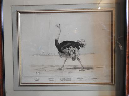 Série de cinq gravures en couleurs, animaux...