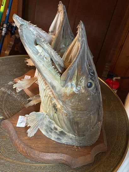 Deux têtes de brochet naturalisés sur écusson...