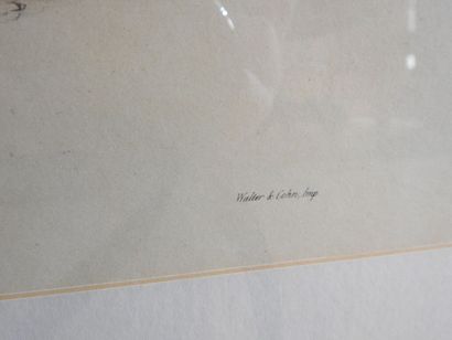 GOULD et RICHTER : Syrrhaptes Paradoxus....