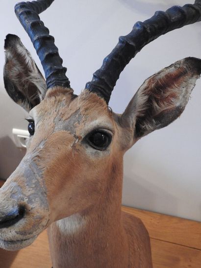 Impala (Aepyceros melampus) (CH) :

Tête...