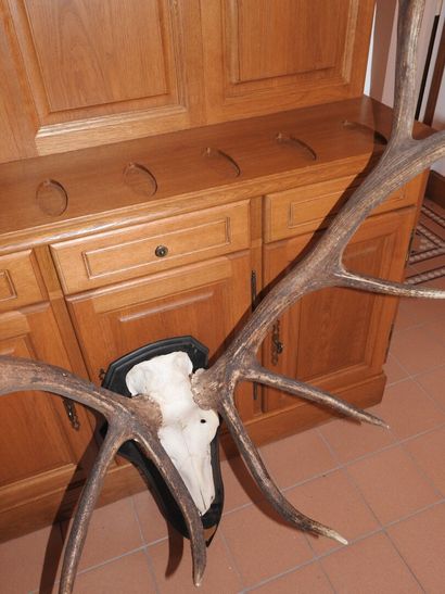 Massacre de cerf 10 cors du Kazakhstan, sur...